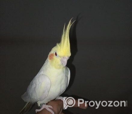Cockatiel 1 Pear