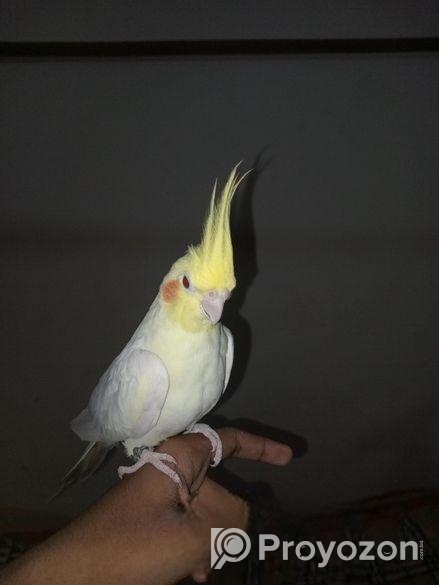 Cockatiel 1 Pear