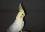 Cockatiel 1 Pear