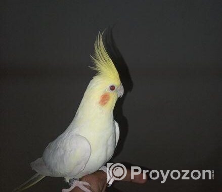 Cockatiel 1 Pear