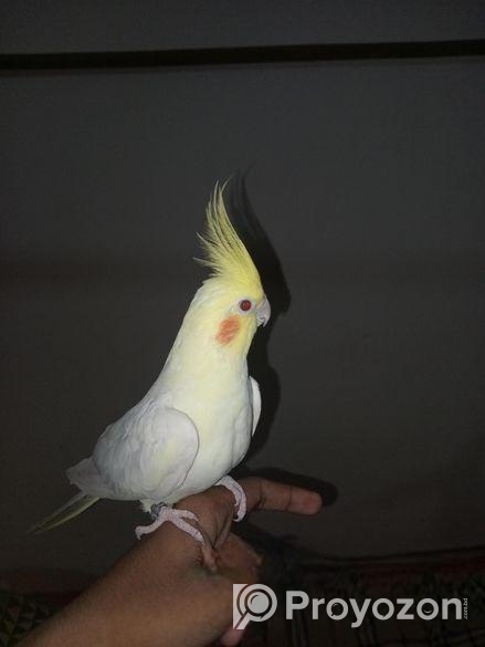 Cockatiel 1 Pear