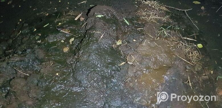 গরুর কাঁচা গোবর বিক্রি -সুনামগঞ্জ গোবিন্দগঞ্জ।