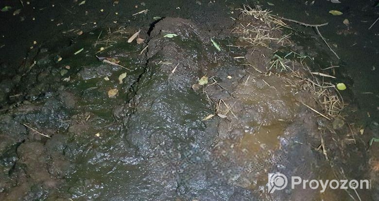 গরুর কাঁচা গোবর বিক্রি -সুনামগঞ্জ গোবিন্দগঞ্জ।