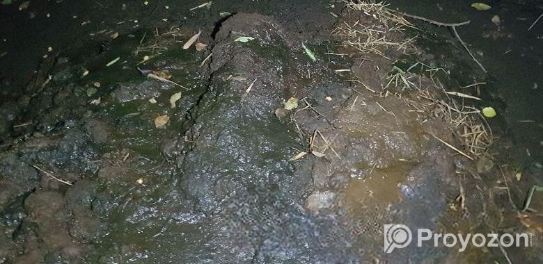 গরুর কাঁচা গোবর বিক্রি -সুনামগঞ্জ গোবিন্দগঞ্জ।