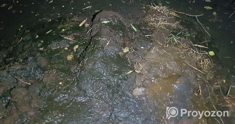 গরুর কাঁচা গোবর বিক্রি -সুনামগঞ্জ গোবিন্দগঞ্জ।