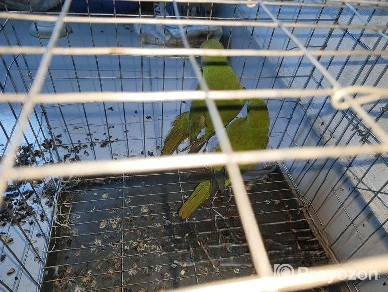 রিং নেট টিয়া