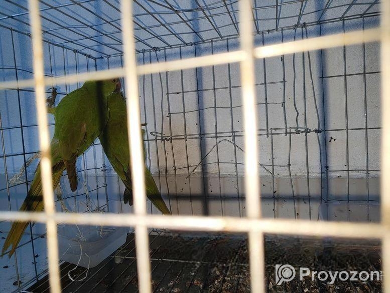 রিং নেট টিয়া