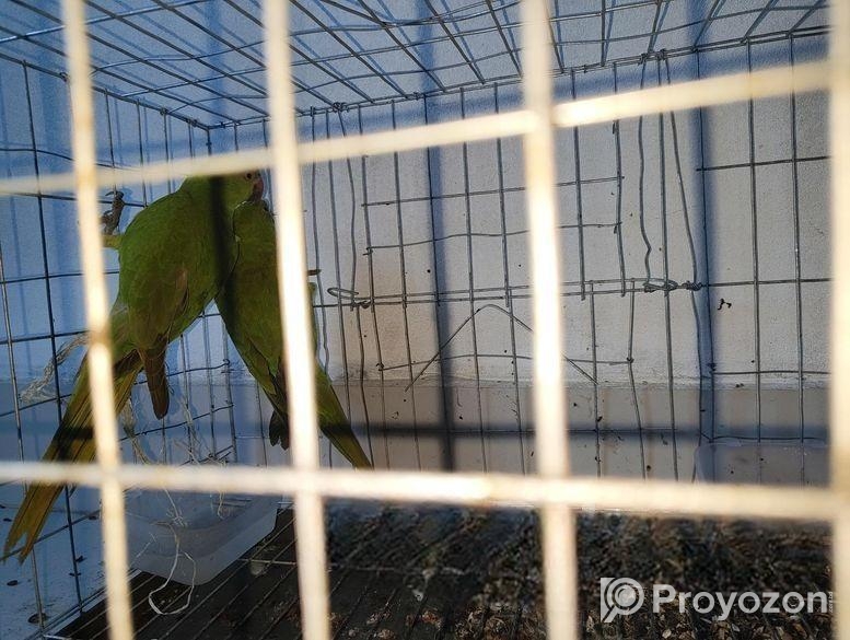 রিং নেট টিয়া