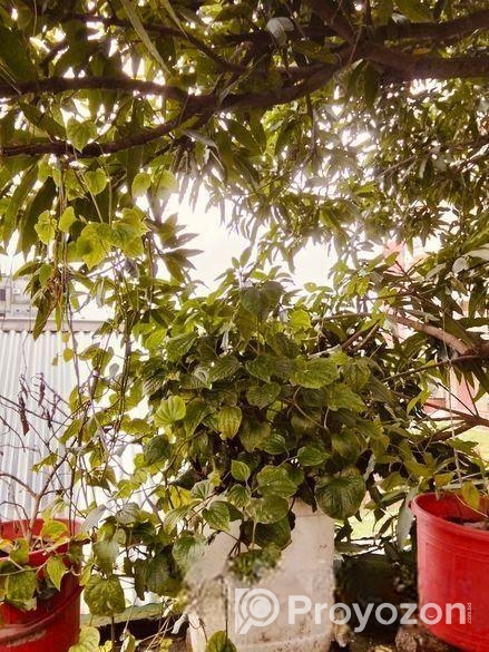 চুই ঝাল গাছ বিক্রি হবে