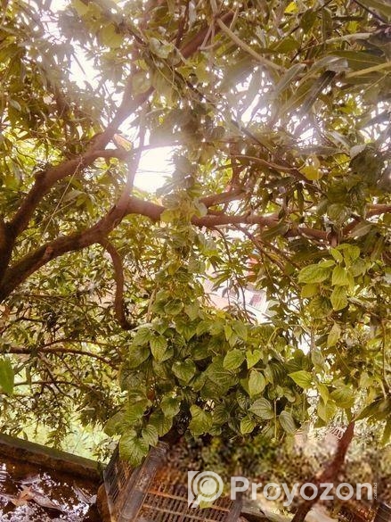 চুই ঝাল গাছ বিক্রি হবে