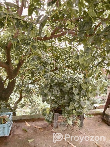 চুই ঝাল গাছ বিক্রি হবে