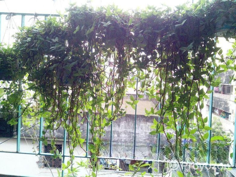 ঝুলনি গাছ