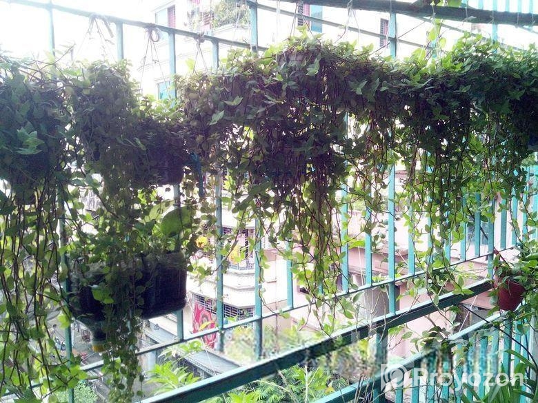 ঝুলনি গাছ