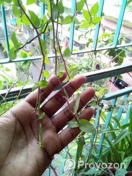 ঝুলনি গাছ