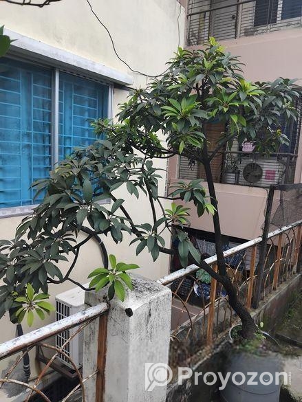 ছাদ বাগানের কিছু ফল গাছ বিক্রি