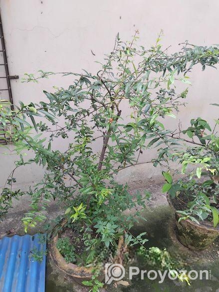 ছাদ বাগানের কিছু ফল গাছ বিক্রি