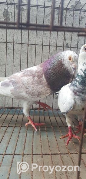 রেসার হুমা বিক্রি হবে