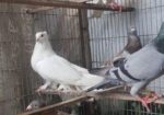 রেসার হুমা বিক্রি হবে