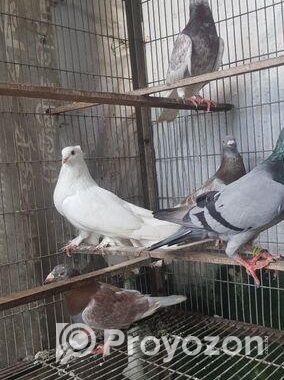 রেসার হুমা বিক্রি হবে