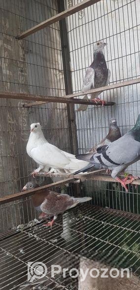 রেসার হুমা বিক্রি হবে