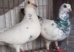 রেসার হুমা বিক্রি হবে