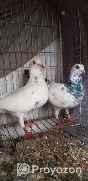 রেসার হুমা বিক্রি হবে