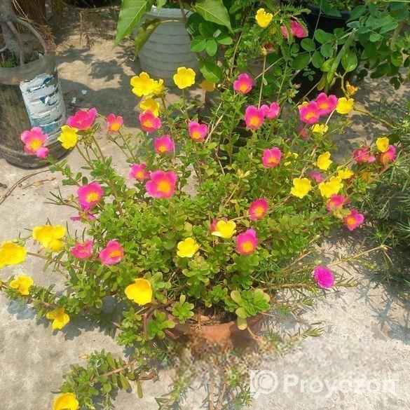 পর্তুলিকা, কয়েন প্ল্যান্ট ইত্যাদি