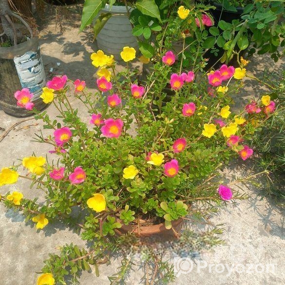 পর্তুলিকা, কয়েন প্ল্যান্ট ইত্যাদি