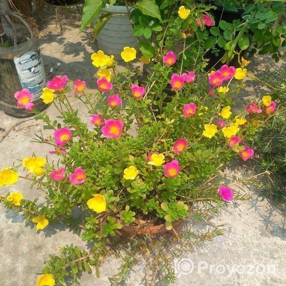 পর্তুলিকা, কয়েন প্ল্যান্ট ইত্যাদি