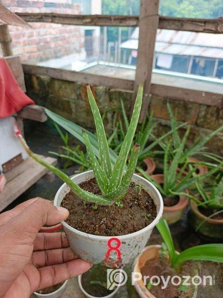 অ্যালোভেরা গাছ বিক্রি করা হবে