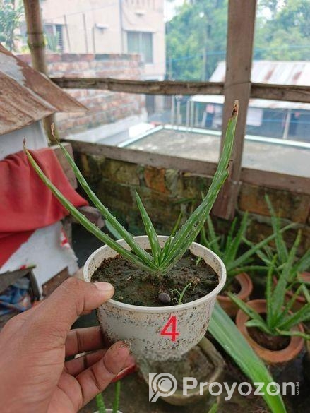 অ্যালোভেরা গাছ বিক্রি করা হবে