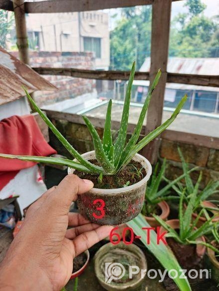 অ্যালোভেরা গাছ বিক্রি করা হবে