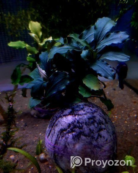 Bucephalandra Aquatic plants