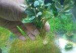 Bucephalandra Aquatic plants