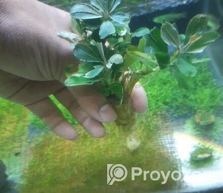 Bucephalandra Aquatic plants