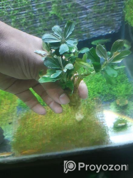 Bucephalandra Aquatic plants