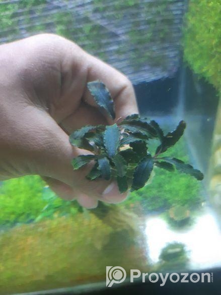 Bucephalandra dragon fly.