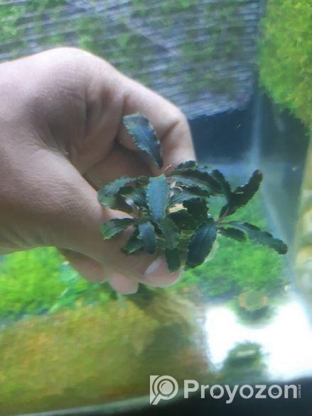 Bucephalandra dragon fly.
