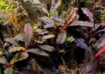 Bucephalandra dragon fly.