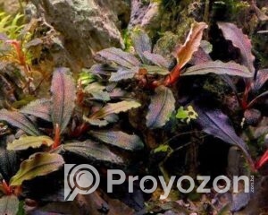 fitted-2025-08-30T225249.681_2025-08-30_22-53-46