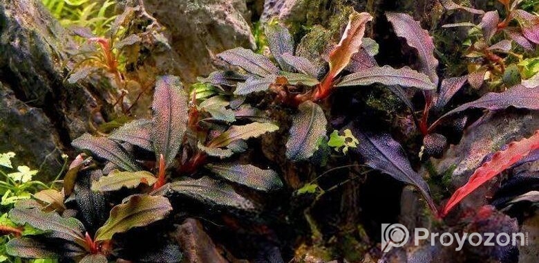 Bucephalandra dragon fly.