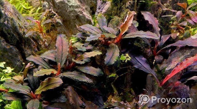 Bucephalandra dragon fly.