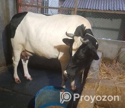 বিশাল গাভী গরু বিক্রি হবে।