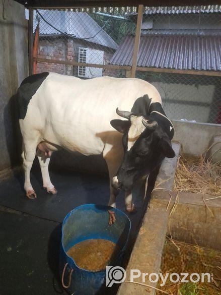 বিশাল গাভী গরু বিক্রি হবে।