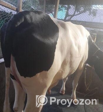 বিশাল গাভী গরু বিক্রি হবে।