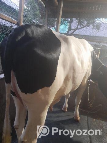 বিশাল গাভী গরু বিক্রি হবে।