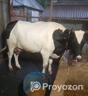 বিশাল গাভী গরু বিক্রি হবে।