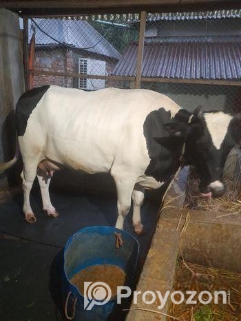 বিশাল গাভী গরু বিক্রি হবে।