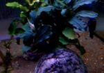 Bucephalandra Aquatic plants