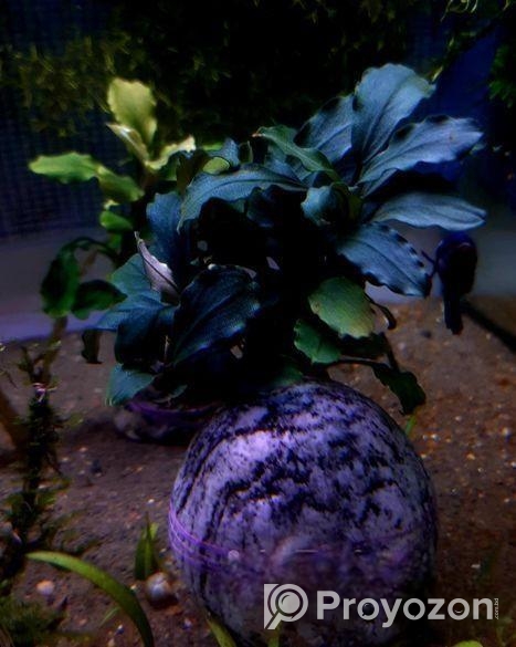 Bucephalandra Aquatic plants